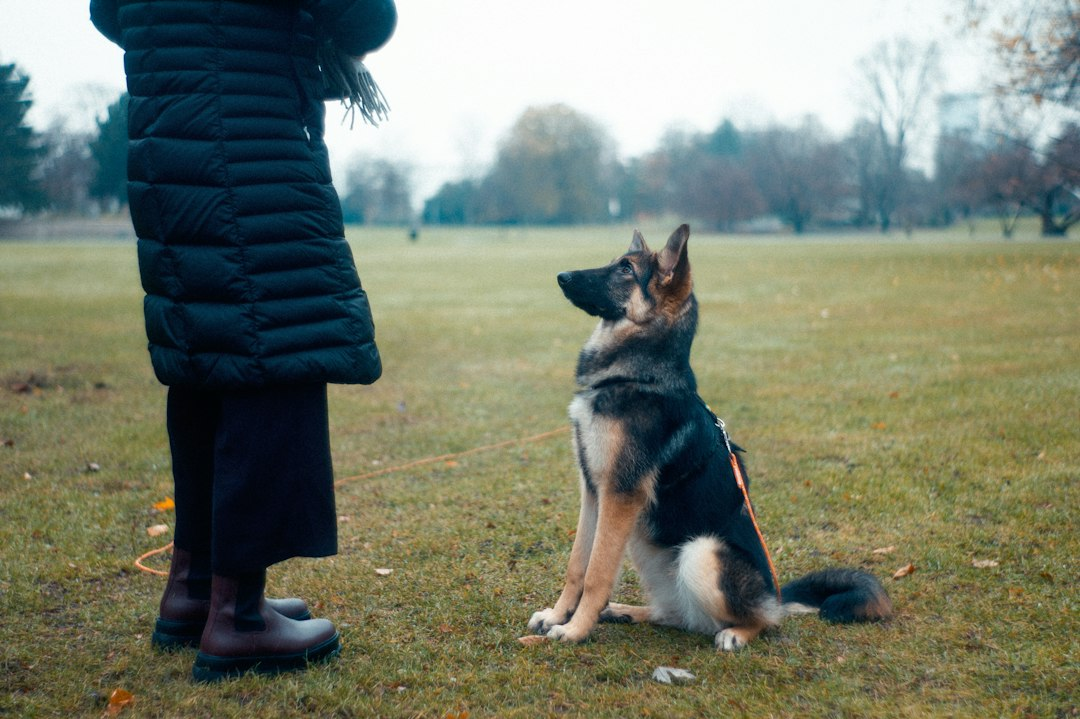 Richiamo del cane: come costruirlo davvero