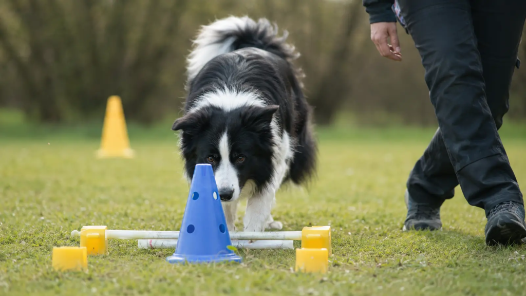 Border Collie bianco e nero durante un esercizio di attivazione mentale
