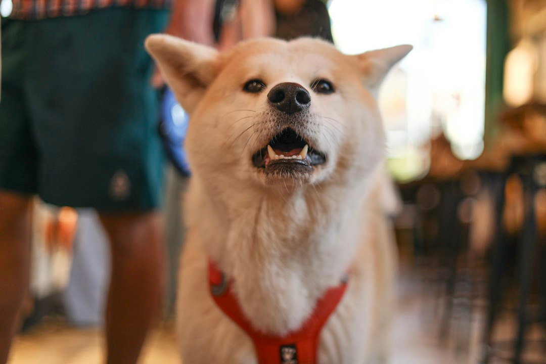 Collare o pettorina per il cane? Cosa dicono gli studi e come scegliere