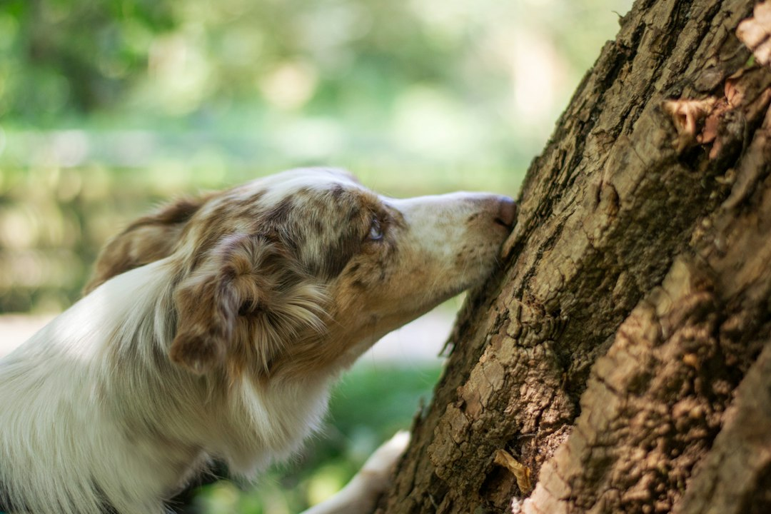 Cane che annusa la corteccia di un albero durante un'attività olfattiva