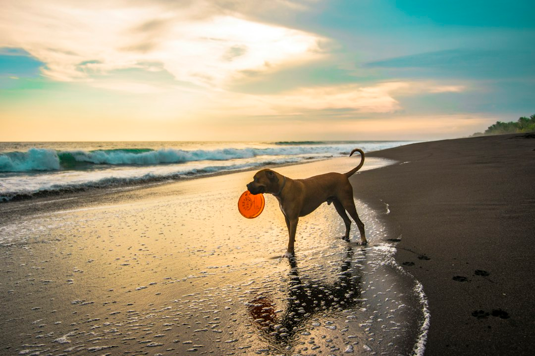 Cane sulla riva del mare con una palla arancione