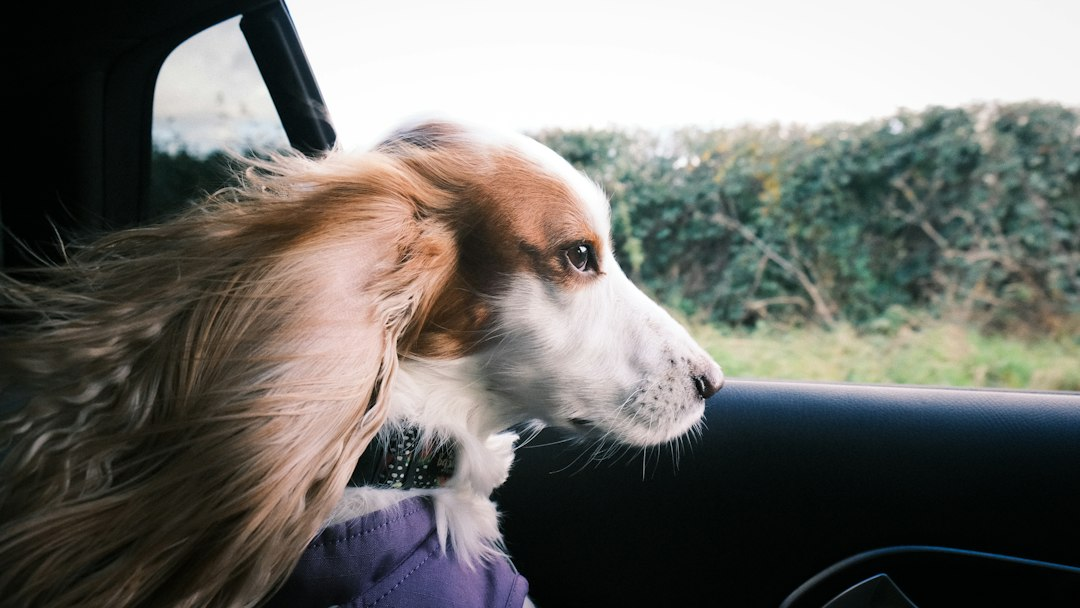 Cocker Spaniel che guarda fuori dal finestrino di un'automobile