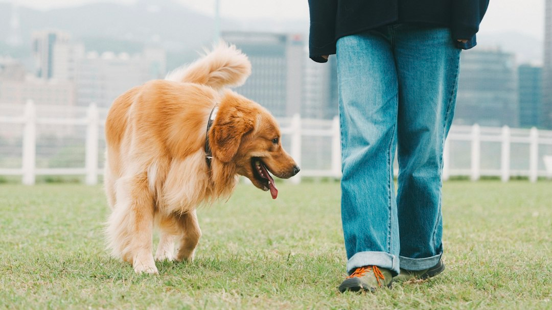 Coda del cane: che cosa comunica davvero