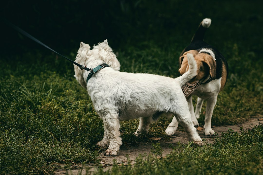 Cane marrone e nero che annusa un cane bianco tenuto al guinzaglio