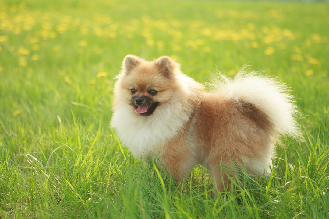Volpino di Pomerania dal mantello fulvo su un prato