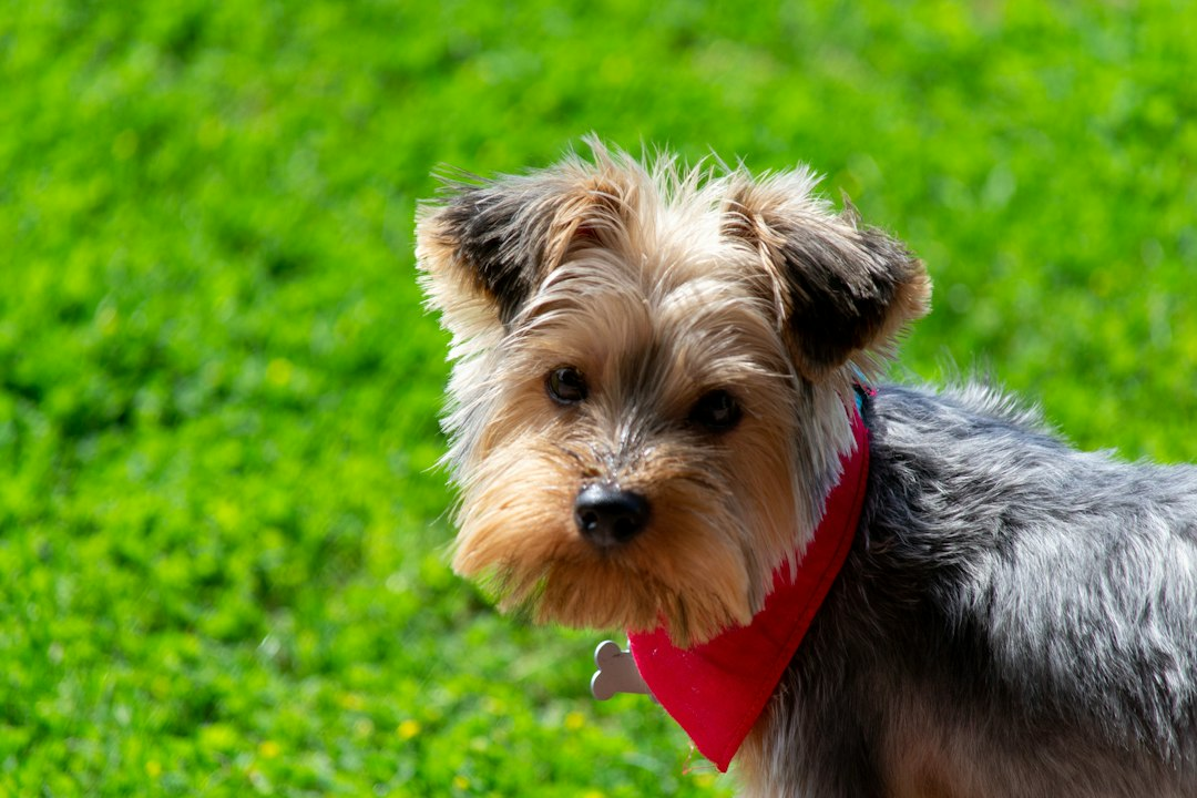 Yorkshire Terrier dal mantello nero e fulvo all'aperto